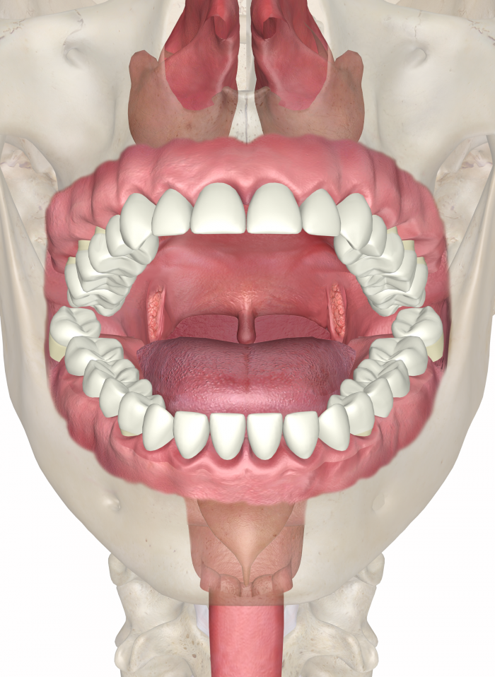 Модель полости рта. Ротовая полость внутри.
